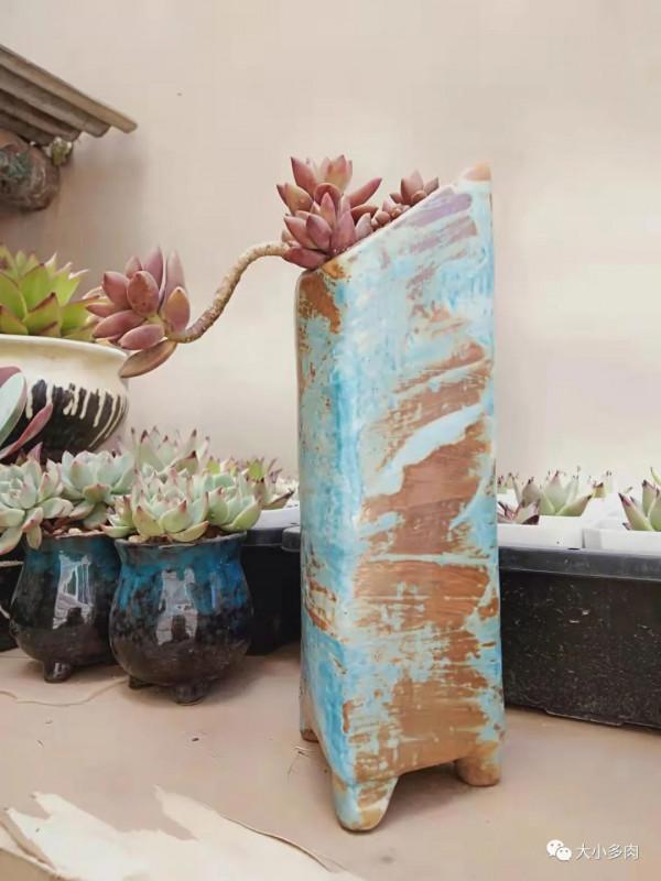 時至立春，窗前多肉漸有姿色，一個個循著光，凝神遙聽春風