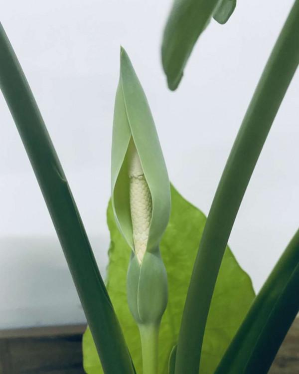 不能養在室內的五種花，別瞎往屋裡搬