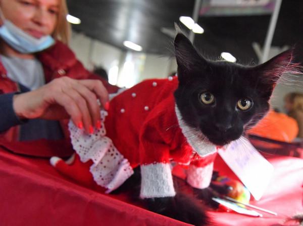 走進可愛值爆表的貓展現場