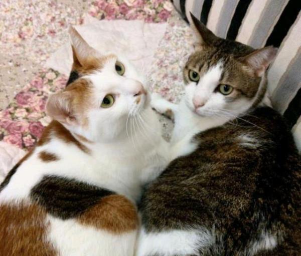 小貓三兄妹相中人類女孩,早晚組隊攔截,結果一家貓全都被收養 小貓三兄妹相中人類女孩,早晚組隊攔截,結果一家貓全都被收養