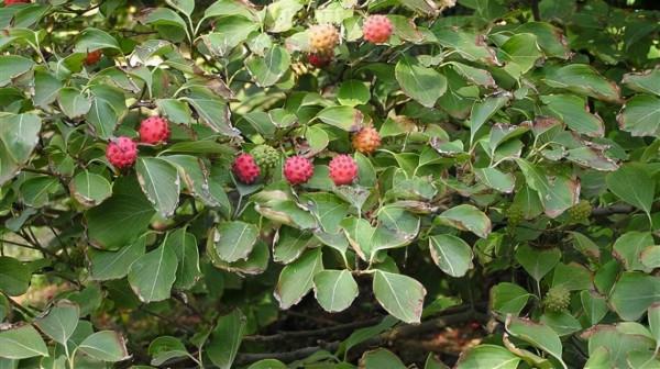 鄉下一種&OpenCurlyDoubleQuote;四照樹&rdquo;，樹心一方價值&OpenCurlyDoubleQuote;萬金&rdquo;，古代人稱&OpenCurlyDoubleQuote;帝王木&rdquo;