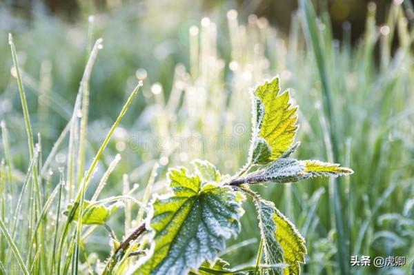 最成功的大猩猩王11歲生子，兒子奪取王位後，如何面對自己母親？