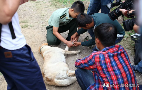 《王牌部隊》看不下去，回味這6部軍旅劇，《士兵突擊》永遠的神