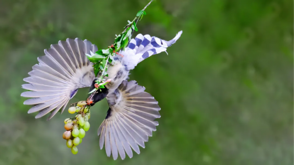 山西鳥類圖鑑 | 紅嘴藍鵲