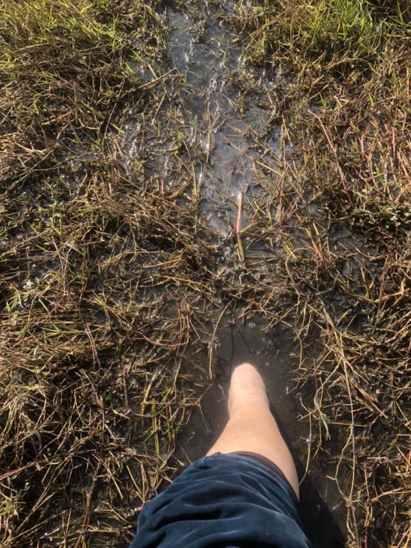 探索沼澤塘有驚無險,黃金小奶鯽齊上岸 探索沼澤塘有驚無險,黃金小奶鯽齊上岸