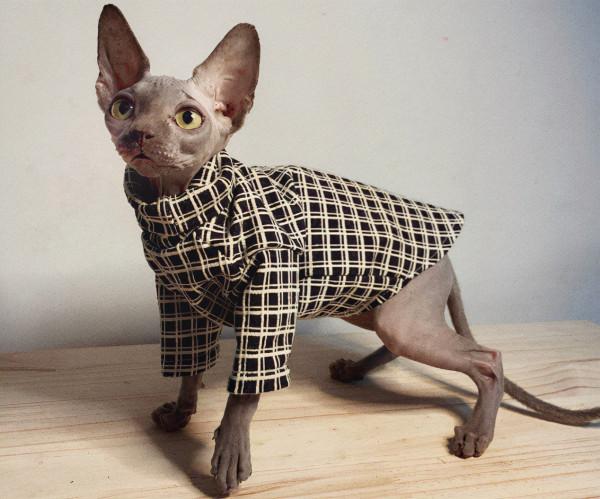 養了這些“不省心”的貓，休想過得舒坦，主人太難了