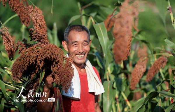 四川瀘州：高粱紅 收割忙