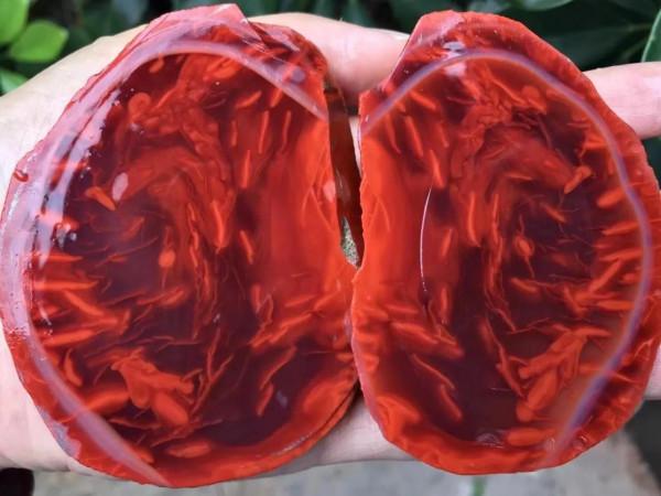 瓦西料南紅火焰如魚 瓦西料南紅火焰如魚