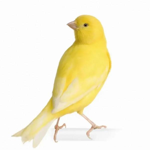 分享圖片&mdash;&mdash;美麗的金絲雀集錦