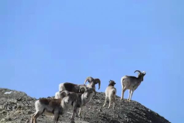 阿克塞縣阿爾金山東段拍攝到盤羊