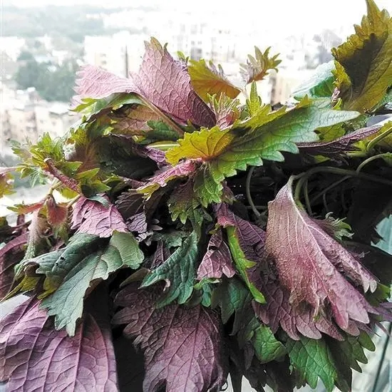 驚訝:還有吸附油煙的花,這4種花養在廚房裡,葉子清香還能調味 驚訝:還有吸附油煙的花,這4種花養在廚房裡,葉子清香還能調味