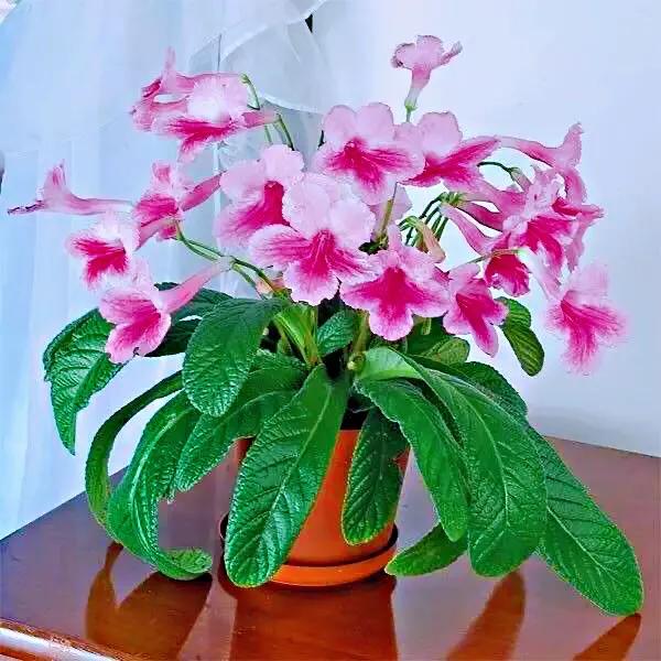 海角櫻草（堇蘭）