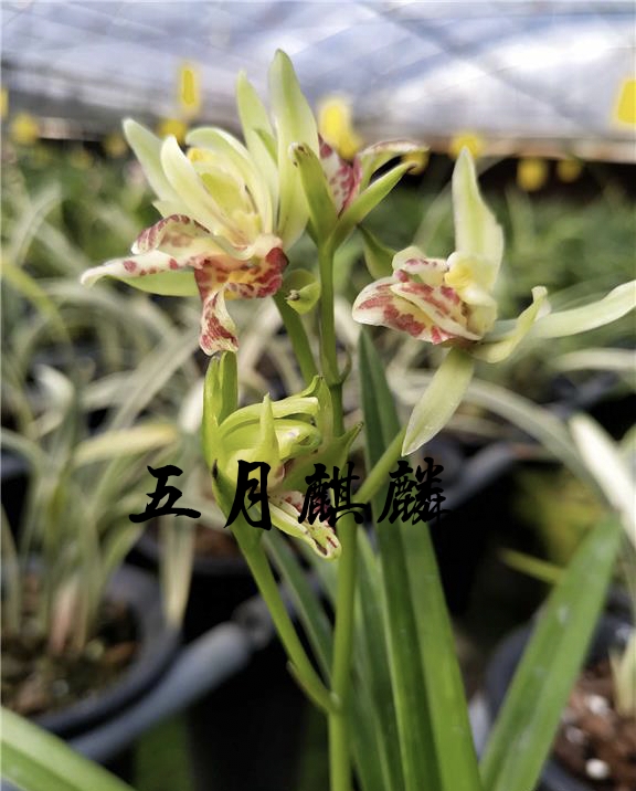 為什麼很多人養花養不活