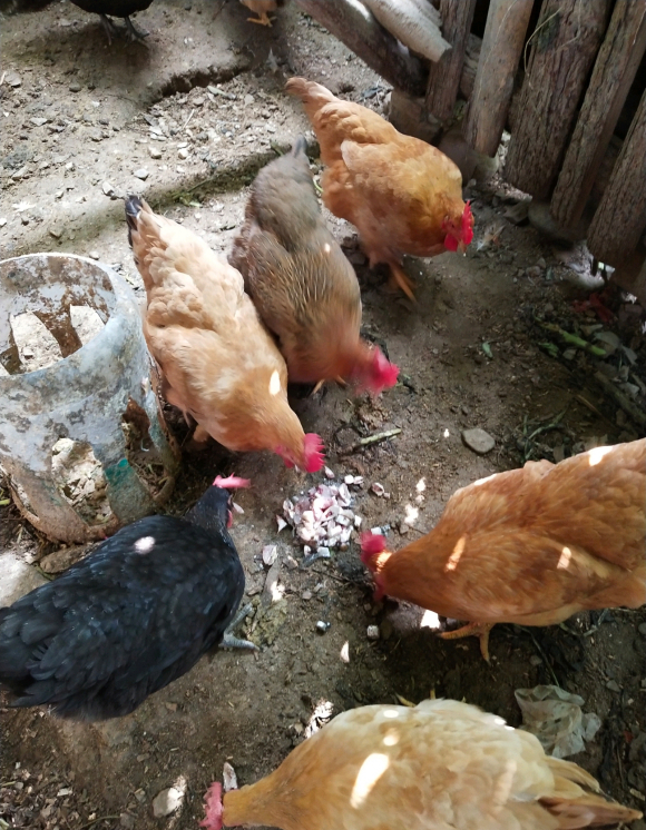 江西一男子因釣魚太多，送不出去用來餵雞，網友怒了：為啥不放掉