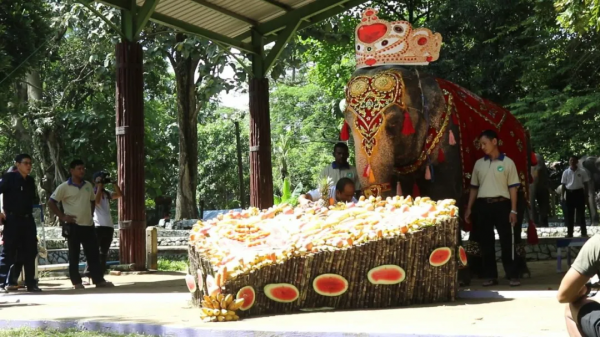 網傳緬甸仰光動物園大象&#39;陌陌&#39;死亡？別信，是謠言