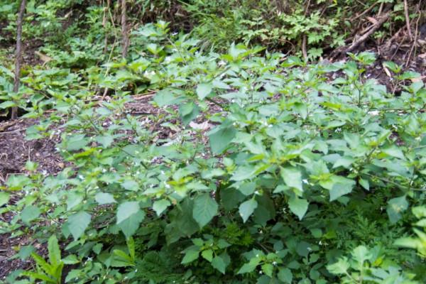 秦嶺紅巖溝中,像這樣無人居住的老房子不止一處,實際上到處都是 秦嶺紅巖溝中,像這樣無人居住的老房子不止一處,實際上到處都是
