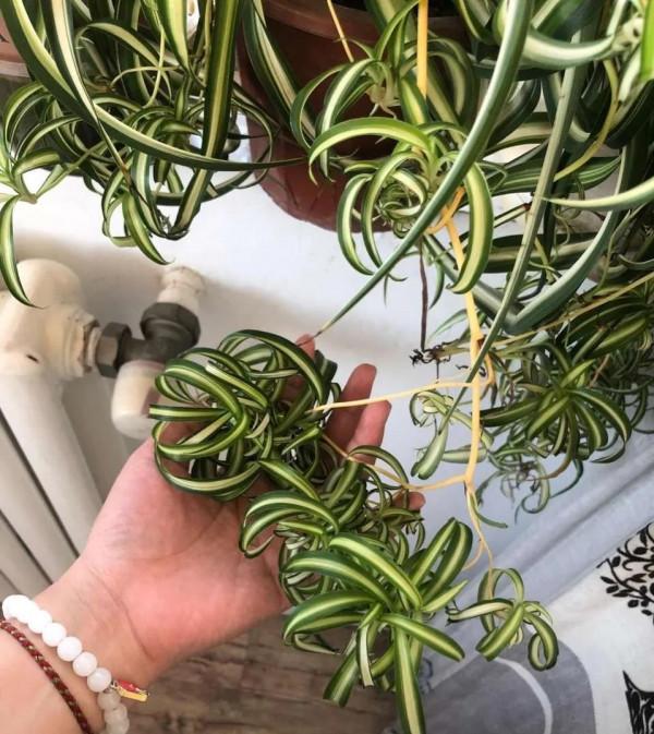 文竹吊蘭澆點“激素水”，葉子綠油油的，越養越美麗