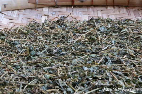 簡單一味絞股藍，益氣健脾、行氣消滯、延緩衰老，確定不瞭解下？