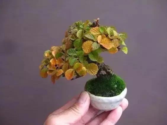 分享：拇指盆景，盆景雖小見天地，真的是太美了