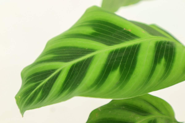 家裡的大葉植物也要&OpenCurlyDoubleQuote;洗個澡&rdquo;，養分會更充足，植株長得壯