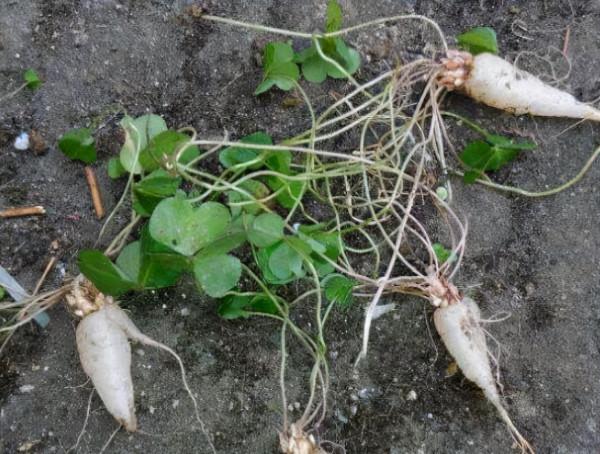 它叫三葉酸,很多人只摘葉吃,卻不知地下藏“水晶蘿蔔”,吃過嗎 它叫三葉酸,很多人只摘葉吃,卻不知地下藏“水晶蘿蔔”,吃過嗎