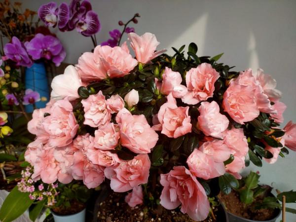 5種年宵花，養護要點在文中，學會了，明年少買一盆年宵花（一）