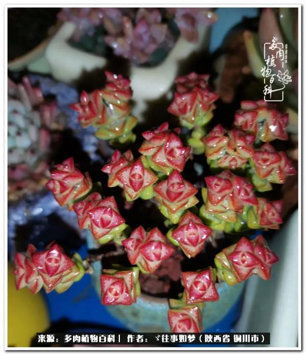 總有一段文字觸動心絃，總有那麼一盆多肉能打動你的心