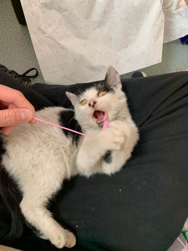 拯救毛孩子治癒人類 克隆技術讓人寵再相逢