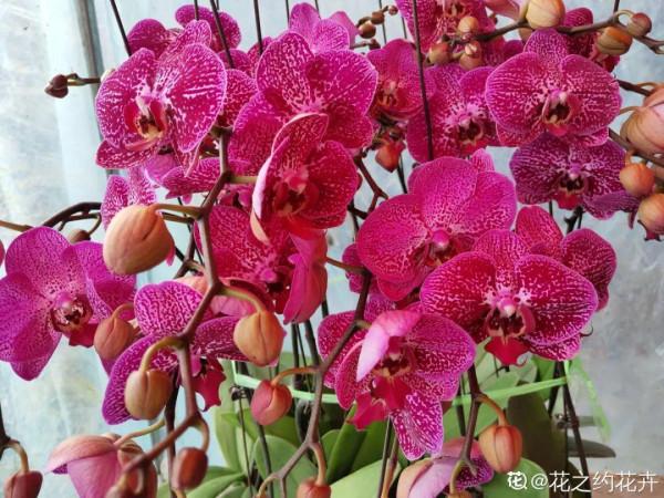 能開大半年的&OpenCurlyDoubleQuote;蝴蝶花&rdquo;，皮實耐陰好養活，養在家裡喜慶熱鬧