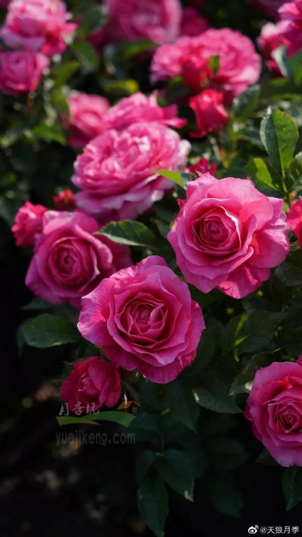 今天給花友們介紹又一款新國月——茜桃凝粉