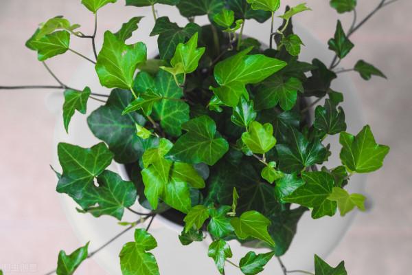 太實用了！45種常見植物養殖方法大全