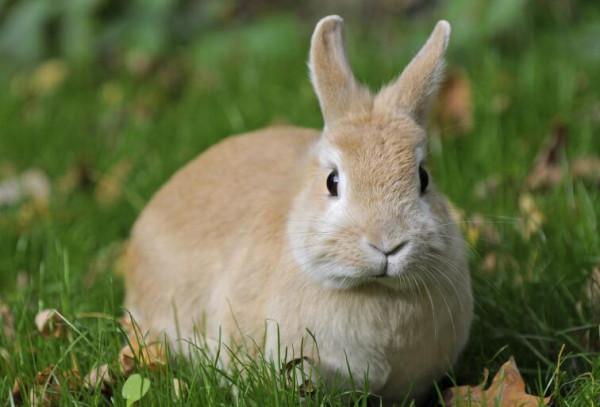 人類明明體格不壯,力量也不強,為什麼卻長著頂級捕獵者的眼睛? 人類明明體格不壯,力量也不強,為什麼卻長著頂級捕獵者的眼睛?
