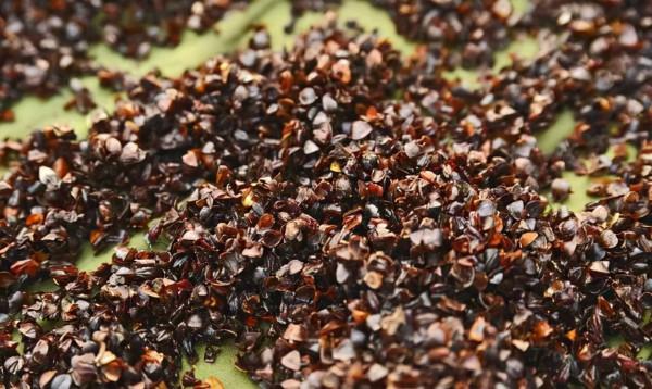 壞掉的“枕頭芯”別扔掉,取出“小黑粒”放花盆,養啥旺啥 壞掉的“枕頭芯”別扔掉,取出“小黑粒”放花盆,養啥旺啥