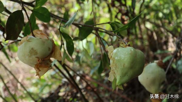 帶你一起回味62種南方野果子,它們是物質匱乏年代小朋友的零食 帶你一起回味62種南方野果子,它們是物質匱乏年代小朋友的零食