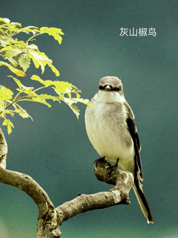 我的小鳥真可愛