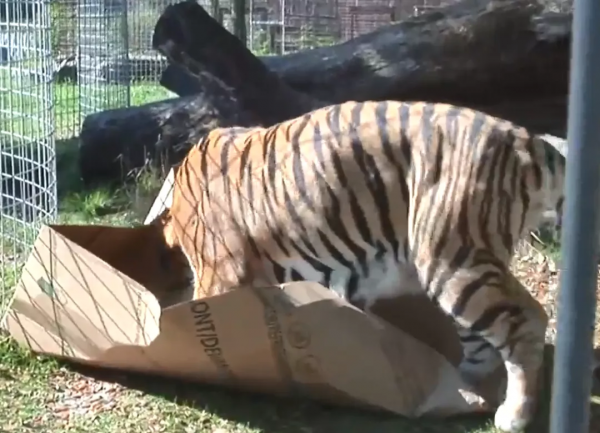 貓咪喜歡紙箱,那大貓呢?8種大型貓科動物實測,結果太可愛 貓咪喜歡紙箱,那大貓呢?8種大型貓科動物實測,結果太可愛