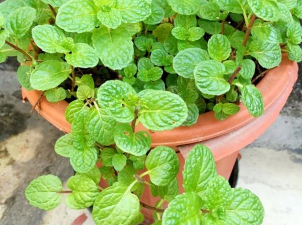 這3種常見植物最懂得“感恩”，人養著它，它則守護著主人的健康