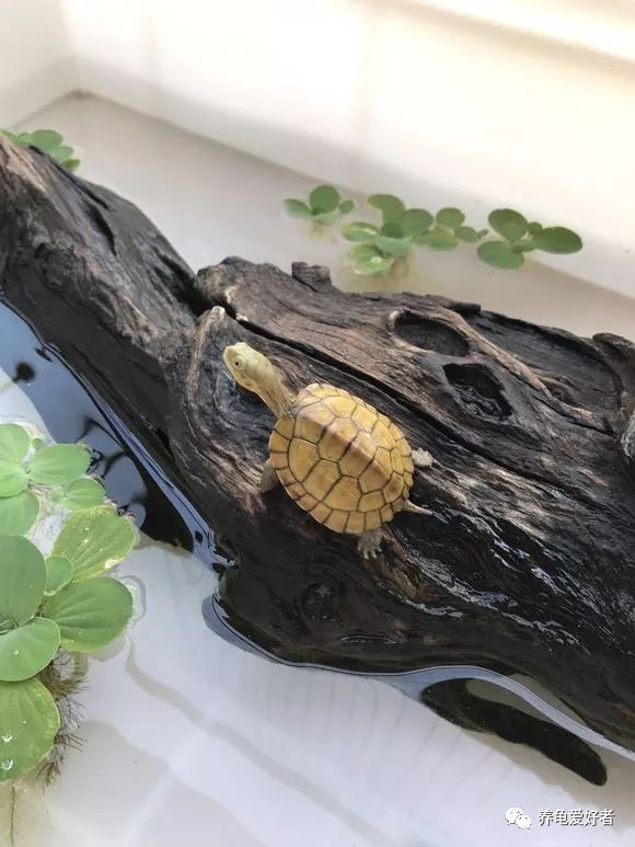 龜缸出現褐藻的幾個原因，它們可以由褐轉綠哦