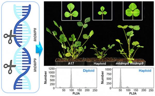 打破空白!基因編輯技術助力“牧草之王”育種 打破空白!基因編輯技術助力“牧草之王”育種