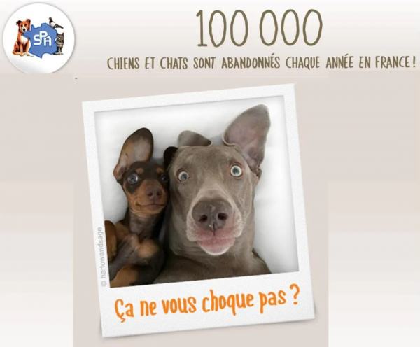 法國《反虐待動物法》出臺!我們的立法還會遠嗎? 法國《反虐待動物法》出臺!我們的立法還會遠嗎?