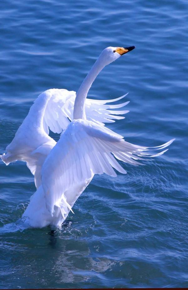 天鵝是美麗的，靈動的