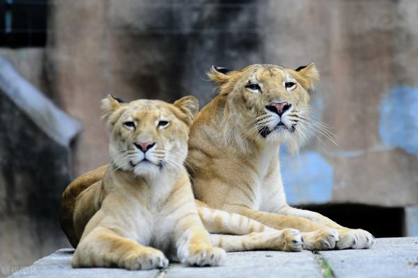 北極熊和獅虎獸那個更厲害？