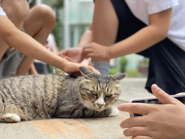 小廢貓要鹹魚翻身了咩? 小廢貓要鹹魚翻身了咩?