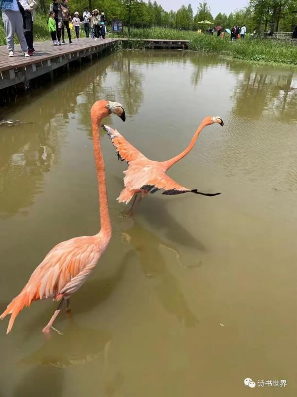 記杭州灣溼地的動物（