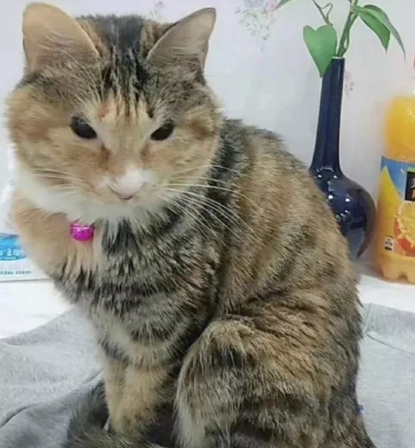 品種貓與田園貓的3大對比,無論是哪種貓,都值得溫柔以待 品種貓與田園貓的3大對比,無論是哪種貓,都值得溫柔以待