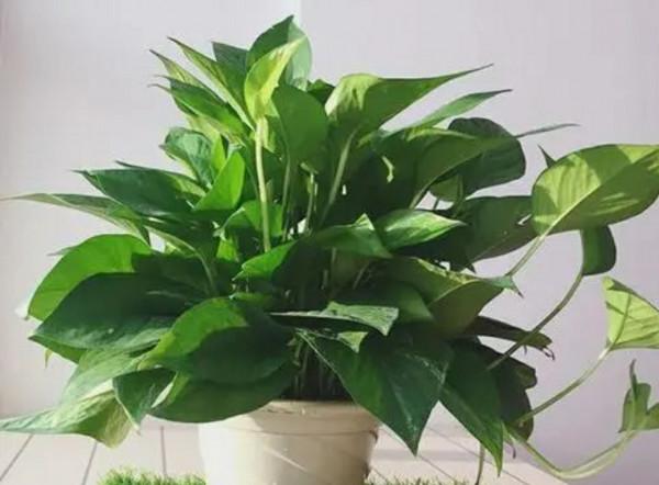 在花卉市場買回來的花，養幾天之後總是莫名枯萎了