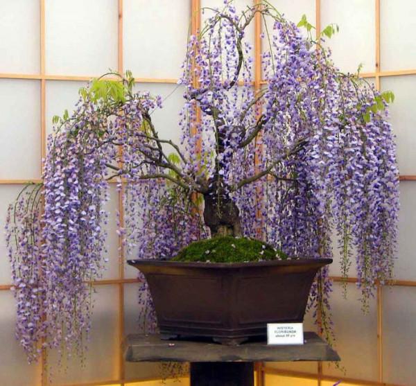 路上撿到“4顆”種子，扔進花盆，兩個月長成“小盆景”，很珍貴