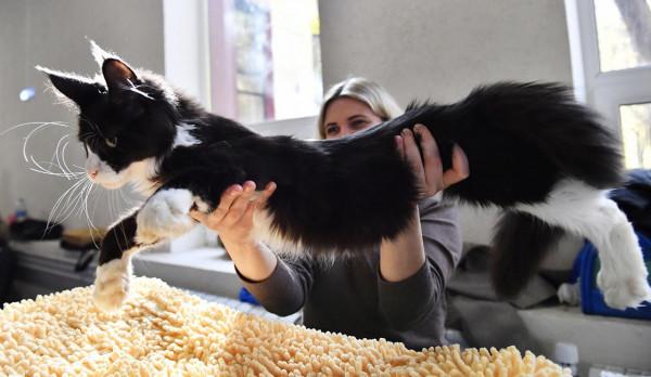 走進可愛值爆表的貓展現場