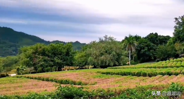 以茶文化為主題的景區，居住在此的人都很長壽，景色清新脫俗