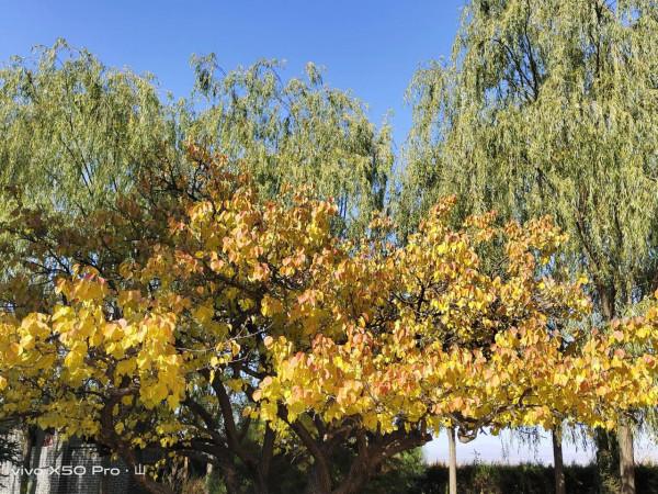 一路走來一路拍，只是想把美景分享給朋友們